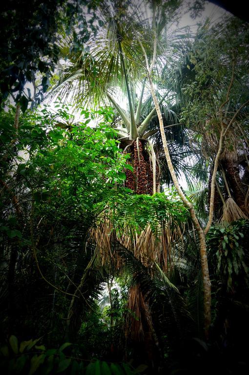 Villa Hermosa De Tambopata Casa Hospedaje & Hostel Puerto Maldonado Eksteriør billede